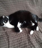 Baghira Svg+xml,%3Csvg%20xmlns%3D%22http%3A%2F%2Fwww.w3