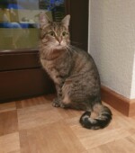 Mia 07.09.22scheue Hauskatze Svg+xml,%3Csvg%20xmlns%3D%22http%3A%2F%2Fwww.w3