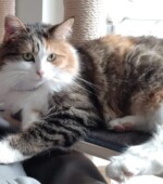 Plüschi Svg+xml,%3Csvg%20xmlns%3D%22http%3A%2F%2Fwww.w3