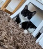 Simba Svg+xml,%3Csvg%20xmlns%3D%22http%3A%2F%2Fwww.w3