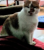 Kater, scheu, ca. 8 Jahre Svg+xml,%3Csvg%20xmlns%3D%22http%3A%2F%2Fwww.w3