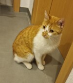 Katze, 23.6.22 Svg+xml,%3Csvg%20xmlns%3D%22http%3A%2F%2Fwww.w3