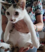 Kater ca. 15 Wochen Svg+xml,%3Csvg%20xmlns%3D%22http%3A%2F%2Fwww.w3