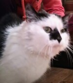 gefundene Katzen Svg+xml,%3Csvg%20xmlns%3D%22http%3A%2F%2Fwww.w3