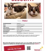 entlaufene Katzen Svg+xml,%3Csvg%20xmlns%3D%22http%3A%2F%2Fwww.w3