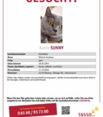 entlaufene Katzen Svg+xml,%3Csvg%20xmlns%3D%22http%3A%2F%2Fwww.w3