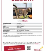 entlaufene Katzen Svg+xml,%3Csvg%20xmlns%3D%22http%3A%2F%2Fwww.w3