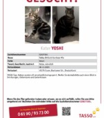 entlaufene Katzen Svg+xml,%3Csvg%20xmlns%3D%22http%3A%2F%2Fwww.w3