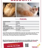 entlaufene Katzen Svg+xml,%3Csvg%20xmlns%3D%22http%3A%2F%2Fwww.w3