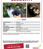 entlaufene Katzen Svg+xml,%3Csvg%20xmlns%3D%22http%3A%2F%2Fwww.w3