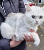 Katze 29.10.23 Svg+xml,%3Csvg%20xmlns%3D%22http%3A%2F%2Fwww.w3