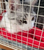 Kater 31.10.23 Svg+xml,%3Csvg%20xmlns%3D%22http%3A%2F%2Fwww.w3