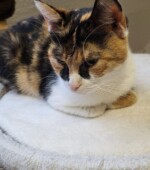 01-03-24 Katzekein Chip Svg+xml,%3Csvg%20xmlns%3D%22http%3A%2F%2Fwww.w3