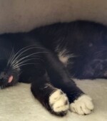 5.5.24 trächtige Katze Svg+xml,%3Csvg%20xmlns%3D%22http%3A%2F%2Fwww.w3