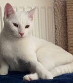 Kater 10-12-25 Svg+xml,%3Csvg%20xmlns%3D%22http%3A%2F%2Fwww.w3