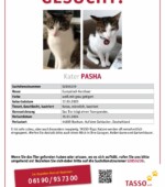 entlaufene Katzen Svg+xml,%3Csvg%20xmlns%3D%22http%3A%2F%2Fwww.w3