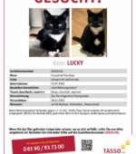 entlaufene Katzen Svg+xml,%3Csvg%20xmlns%3D%22http%3A%2F%2Fwww.w3