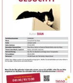 entlaufene Katzen Svg+xml,%3Csvg%20xmlns%3D%22http%3A%2F%2Fwww.w3