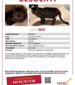 entlaufene Katzen Svg+xml,%3Csvg%20xmlns%3D%22http%3A%2F%2Fwww.w3