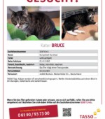 entlaufene Katzen Svg+xml,%3Csvg%20xmlns%3D%22http%3A%2F%2Fwww.w3