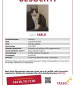 entlaufene Katzen Svg+xml,%3Csvg%20xmlns%3D%22http%3A%2F%2Fwww.w3