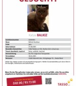 entlaufene Katzen Svg+xml,%3Csvg%20xmlns%3D%22http%3A%2F%2Fwww.w3