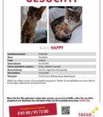 entlaufene Katzen Svg+xml,%3Csvg%20xmlns%3D%22http%3A%2F%2Fwww.w3