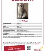 entlaufene Katzen Svg+xml,%3Csvg%20xmlns%3D%22http%3A%2F%2Fwww.w3