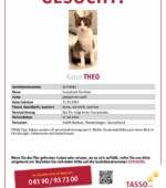 entlaufene Katzen Svg+xml,%3Csvg%20xmlns%3D%22http%3A%2F%2Fwww.w3