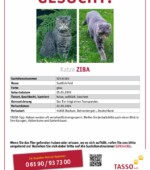 entlaufene Katzen Svg+xml,%3Csvg%20xmlns%3D%22http%3A%2F%2Fwww.w3