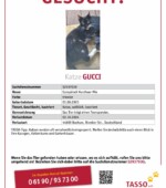 entlaufene Katzen Svg+xml,%3Csvg%20xmlns%3D%22http%3A%2F%2Fwww.w3