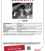 entlaufene Katzen Svg+xml,%3Csvg%20xmlns%3D%22http%3A%2F%2Fwww.w3