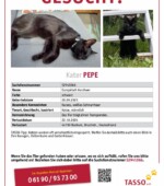 entlaufene Katzen Svg+xml,%3Csvg%20xmlns%3D%22http%3A%2F%2Fwww.w3