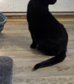 Katze HAT 05-11-25 Svg+xml,%3Csvg%20xmlns%3D%22http%3A%2F%2Fwww.w3