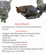 entlaufene Katzen Svg+xml,%3Csvg%20xmlns%3D%22http%3A%2F%2Fwww.w3