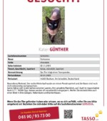 entlaufene Katzen Svg+xml,%3Csvg%20xmlns%3D%22http%3A%2F%2Fwww.w3