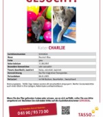 entlaufene Katzen Svg+xml,%3Csvg%20xmlns%3D%22http%3A%2F%2Fwww.w3