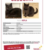 entlaufene Katzen Svg+xml,%3Csvg%20xmlns%3D%22http%3A%2F%2Fwww.w3