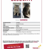 entlaufene Katzen Svg+xml,%3Csvg%20xmlns%3D%22http%3A%2F%2Fwww.w3