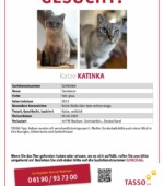 entlaufene Katzen Svg+xml,%3Csvg%20xmlns%3D%22http%3A%2F%2Fwww.w3