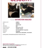 entlaufene Katzen Svg+xml,%3Csvg%20xmlns%3D%22http%3A%2F%2Fwww.w3