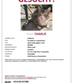 entlaufene Katzen Svg+xml,%3Csvg%20xmlns%3D%22http%3A%2F%2Fwww.w3