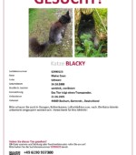 entlaufene Katzen Svg+xml,%3Csvg%20xmlns%3D%22http%3A%2F%2Fwww.w3