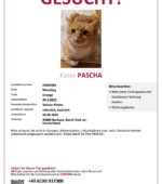 entlaufene Katzen Svg+xml,%3Csvg%20xmlns%3D%22http%3A%2F%2Fwww.w3