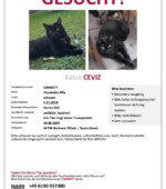 entlaufene Katzen Svg+xml,%3Csvg%20xmlns%3D%22http%3A%2F%2Fwww.w3