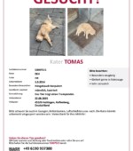 entlaufene Katzen Svg+xml,%3Csvg%20xmlns%3D%22http%3A%2F%2Fwww.w3