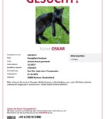 entlaufene Katzen Svg+xml,%3Csvg%20xmlns%3D%22http%3A%2F%2Fwww.w3