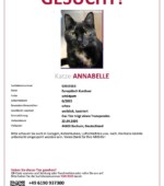 entlaufene Katzen Svg+xml,%3Csvg%20xmlns%3D%22http%3A%2F%2Fwww.w3