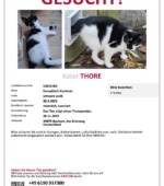 entlaufene Katzen Svg+xml,%3Csvg%20xmlns%3D%22http%3A%2F%2Fwww.w3