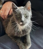 Katze 03-10-25 Svg+xml,%3Csvg%20xmlns%3D%22http%3A%2F%2Fwww.w3